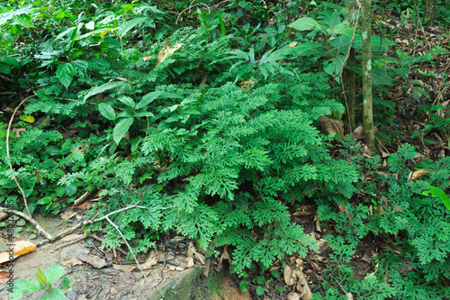 Image of nature in the middle of the forest