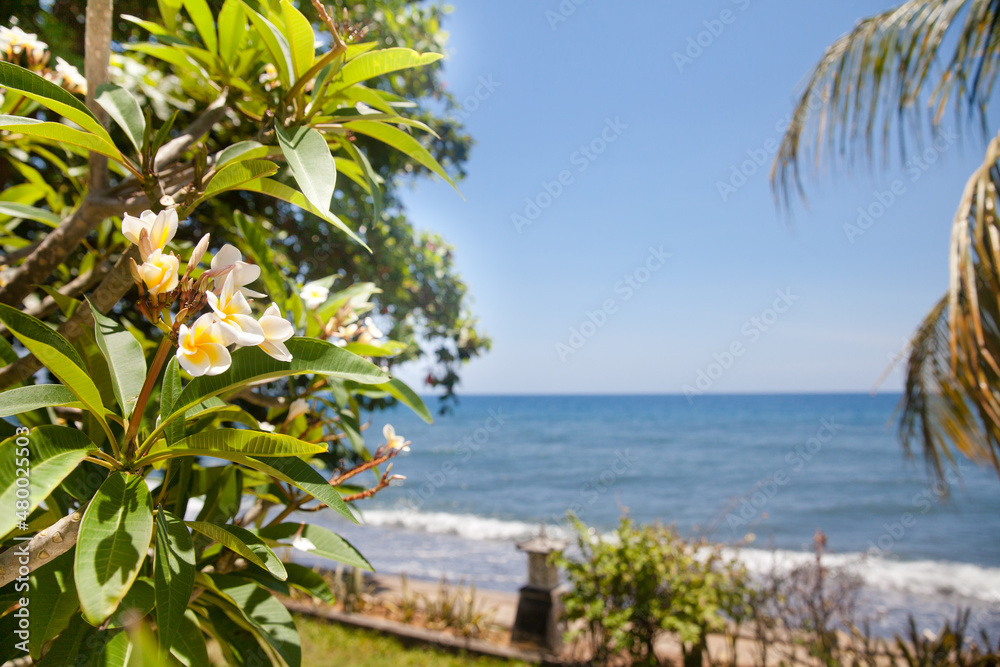 Plumeria tree and palm leaf on the background of the sea. The flowers of the plumeria tree close-up. White frangipani flowers. Sacred flower.