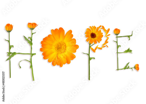 Word HOPE made with beautiful calendula flowers on white background