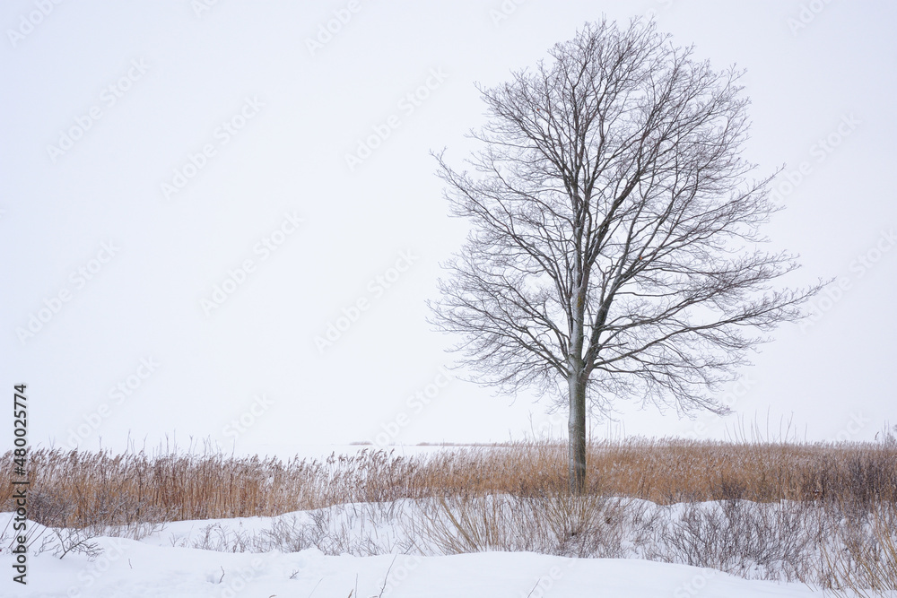 Winter season in the forest.