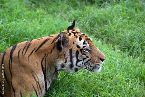 Fototapeta Naklejka Na Ścianę i Meble -  Big bengal tiger walking on the grass
