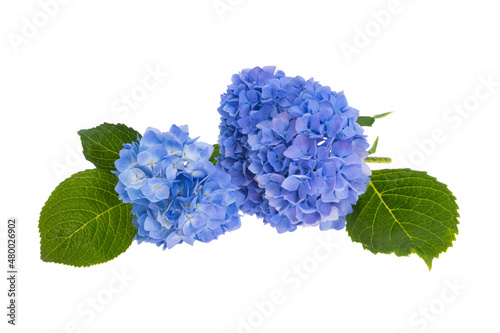 Fotografia blue hydrangea flower isolated