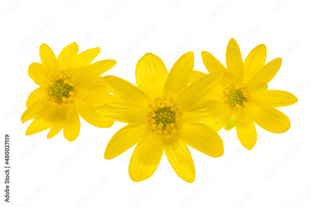 Fototapeta premium yellow spring flower isolated