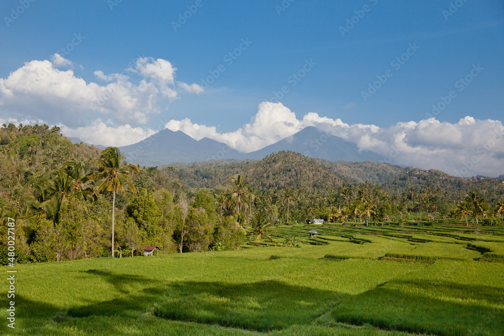 Beautiful sight of Balinese bright green rice growing on tropical field terraces under clouds in blue sky.