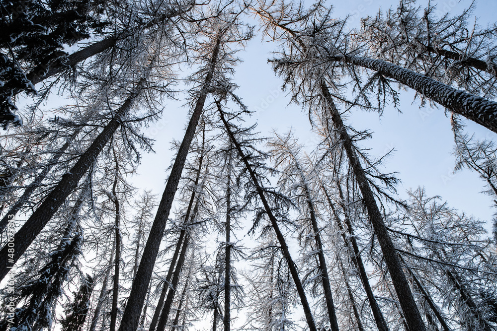 Fototapeta premium Winter tree tops viewed looking up at sunset. Bottom view trees. Blue sky. Trunks of larches. Forest abstract background.