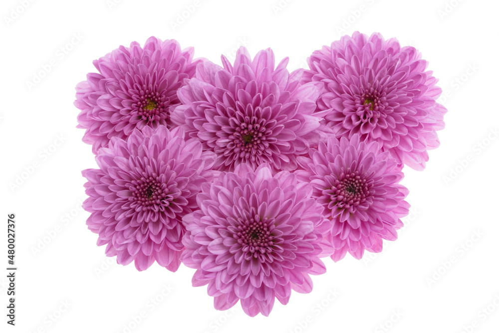 beautiful chrysanthemum isolated beautiful chrysanthemum isolated