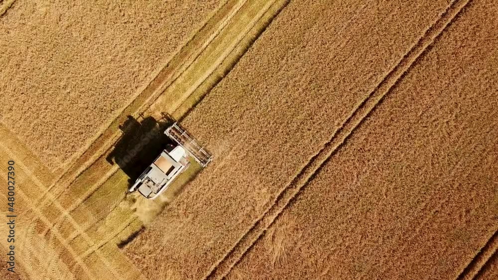 Aerial view of combine on harvest field in Russia. Aerial drone shot. Aerial view of combine on harvest field in Russia. Aerial drone shot.