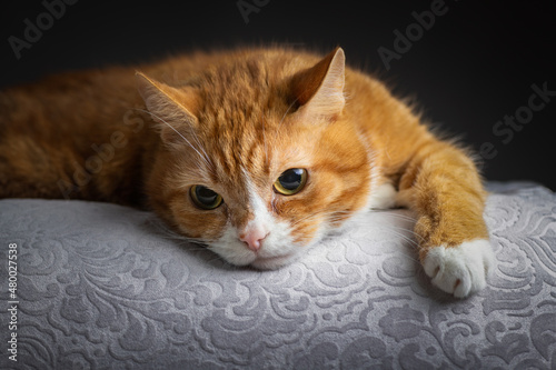 Obraz na plátně Portrait of a beautiful purebred ginger cat in the studio on a dark gray background