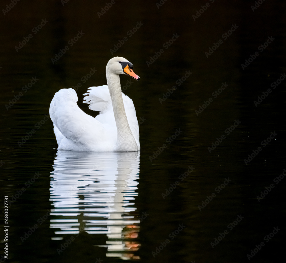 Ein einsamer Schwan spiegelt sich auf dem abendlichen See Ein einsamer Schwan spiegelt sich auf dem abendlichen See