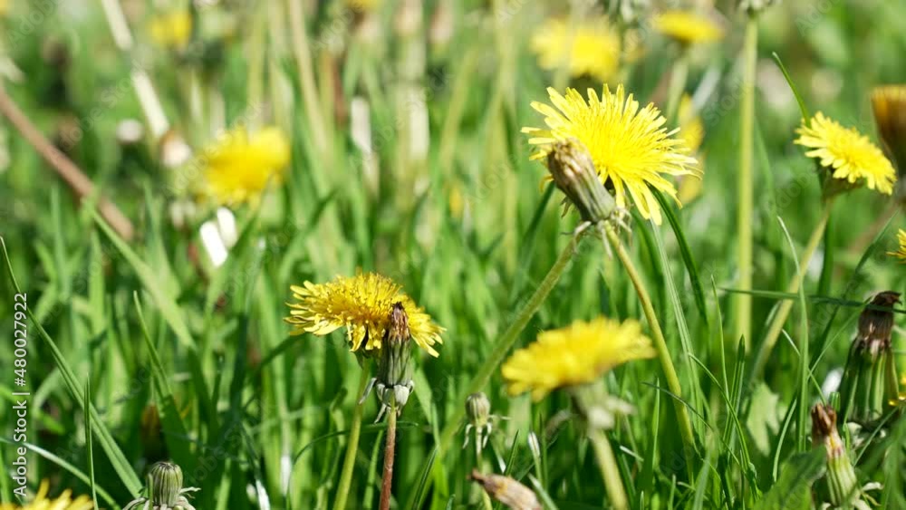 spring nature with taraxacum yellow flower plant, nature spring nature with taraxacum yellow flower plant, nature