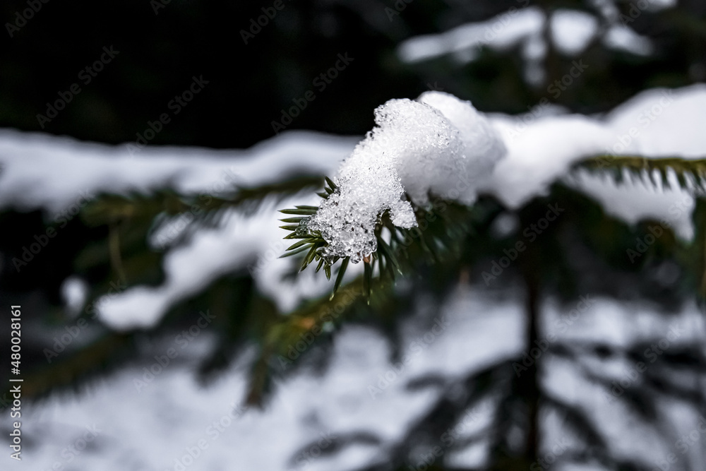 Fir tree branch closeup. Spruce twig with green needles covered with snow in winter.