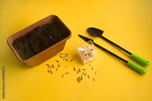 jars of germinated seeds, a pot of earth, planting tools on a yellow background