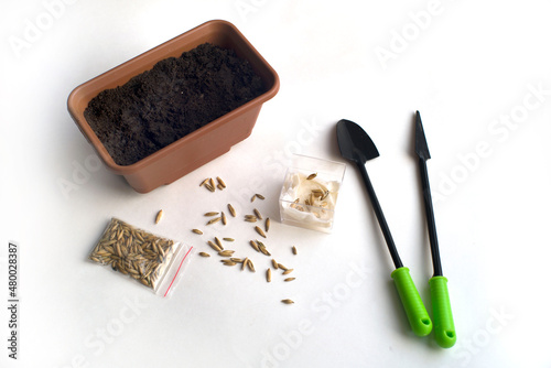 jars of germinated seeds, a pot of soil, planting tools on a white background