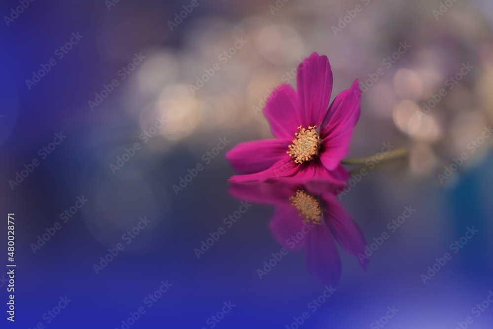 Beautiful Macro Shot.Magic Flowers.Border Art Design. Magic Light.Extreme Close up Photography.Conceptual Abstract Image.Blue Background.Fantasy Art.Creative Wallpaper.Beautiful Nature Background.