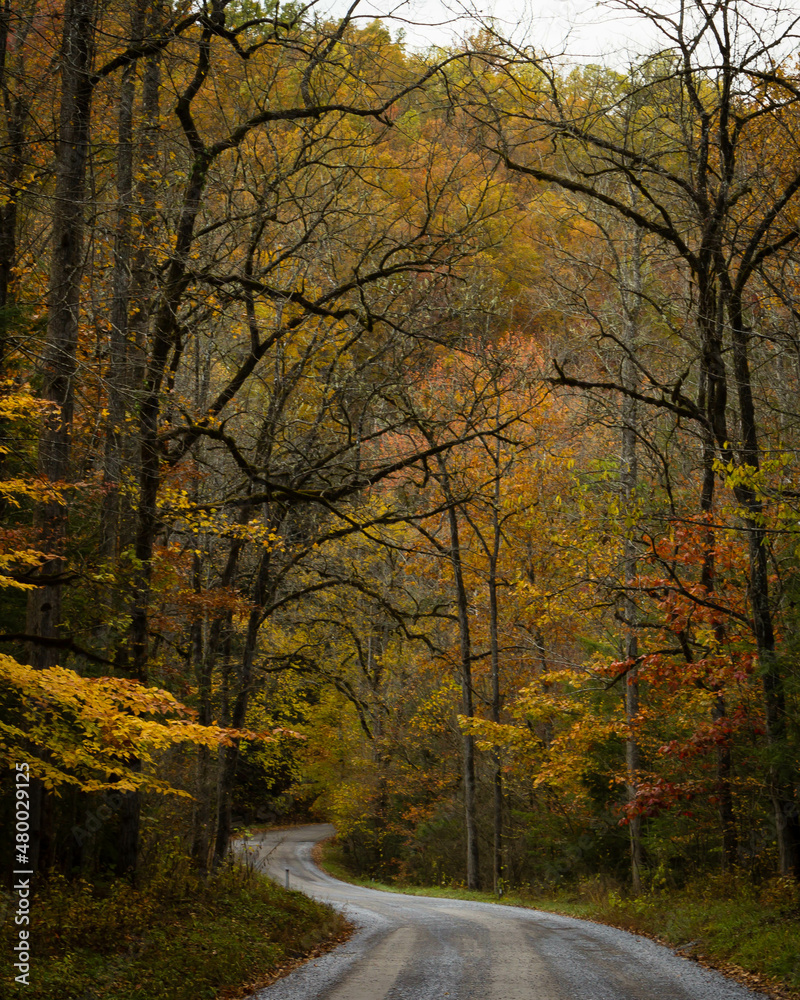 Fototapeta premium Fall in Great Smoky Mountains