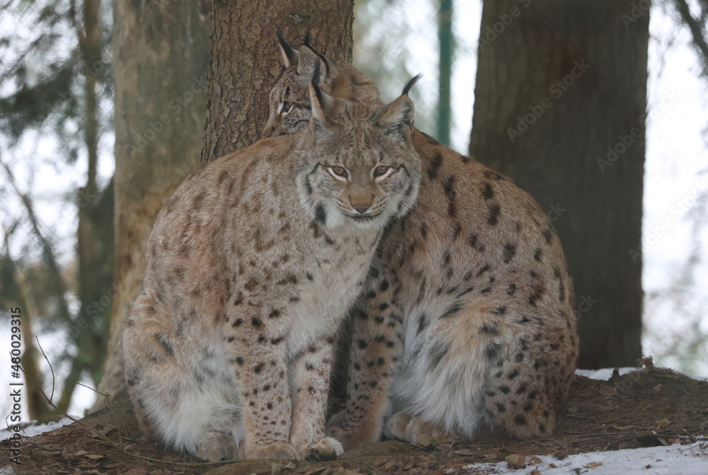 Luchs Luchs