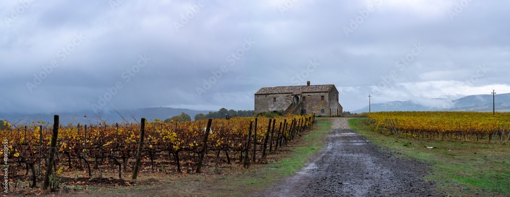 Fototapeta premium Autumn on vineyards near Orvieto, Umbria, rows of grape plants after harvest, Italy