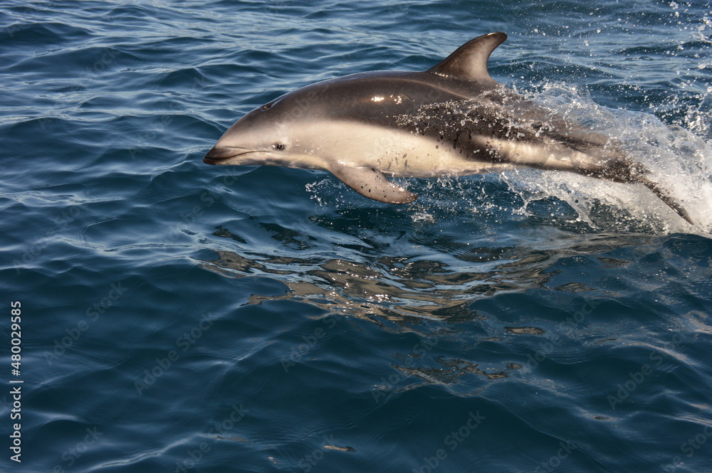 Naklejka premium Delfin saltando, Puerto Madryn Chubut Argentina