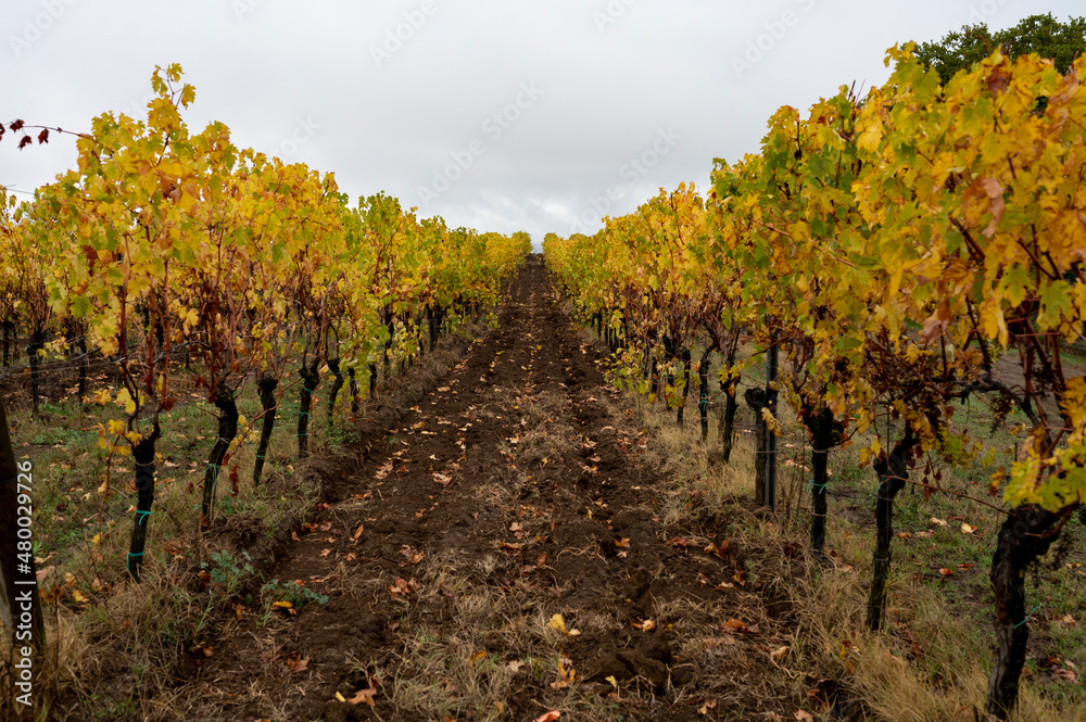 Obraz premium Autumn on vineyards near Orvieto, Umbria, rows of grape plants after harvest, Italy