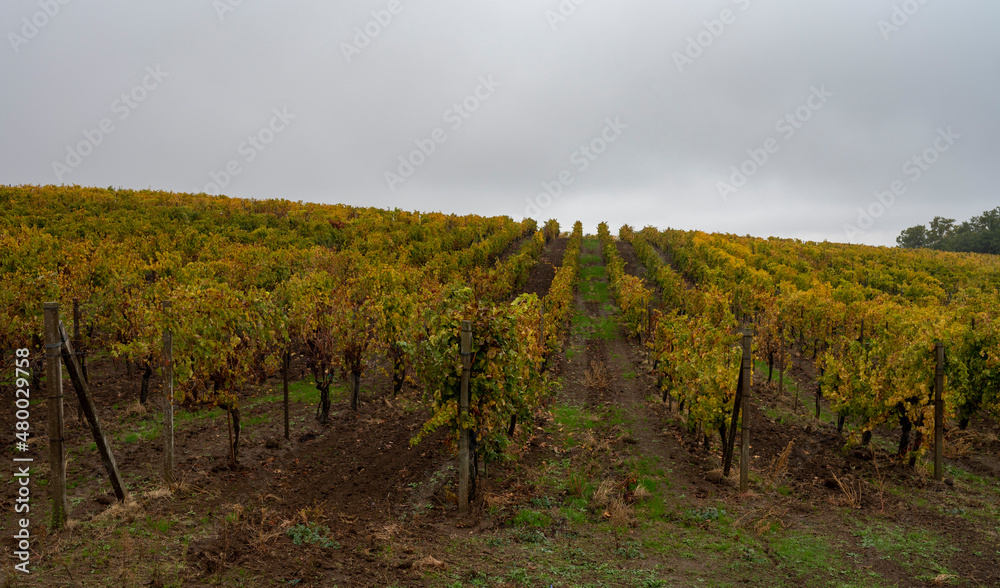 Autumn on vineyards near Orvieto, Umbria, rows of grape plants after harvest, Italy