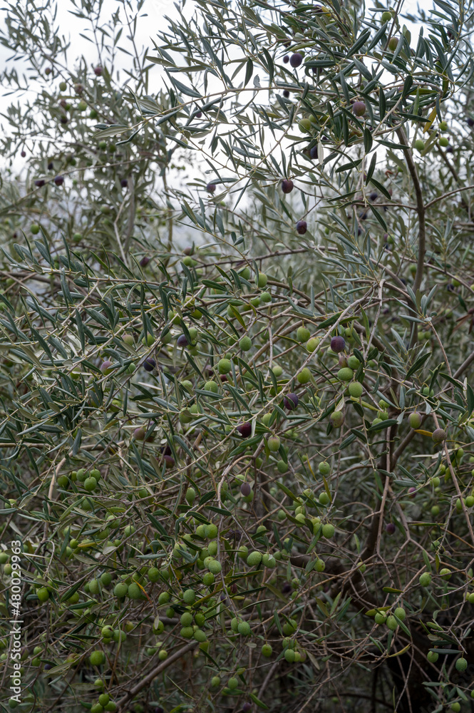 Olive trees grove on hills near Lenola, harvesting of ripe green organic olives on farm plantation in autumn, Italy