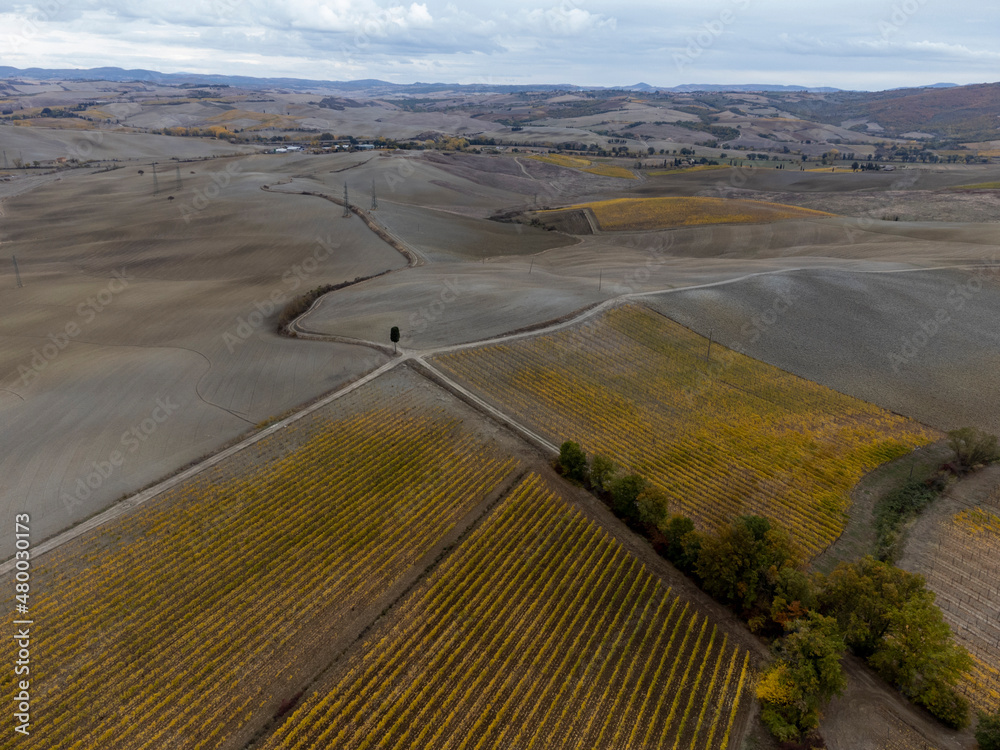 Fototapeta premium Flying drone above colorful autumn sangiovese grapes vineyards near wine making town Montalcino, Tuscany, rows of grape plants after harvest, Italy