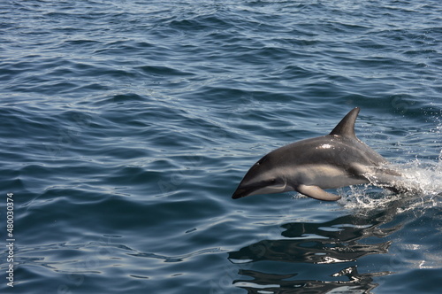 Delfín saltando, Puerto Madrin Argentina