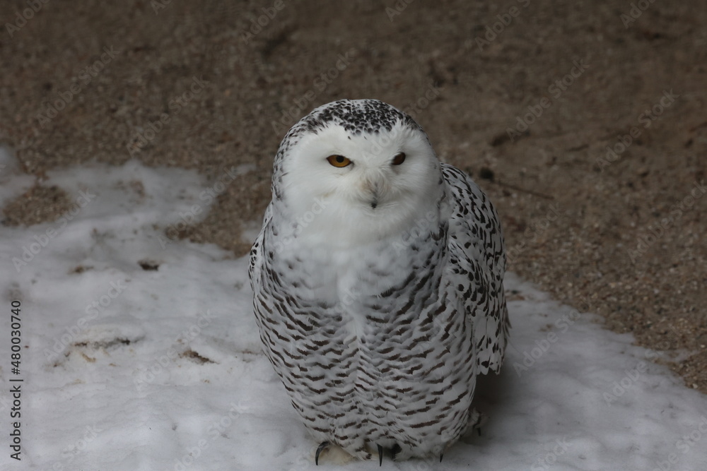 schneeeule schneeeule