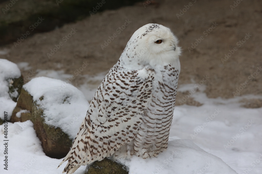 schneeeule schneeeule