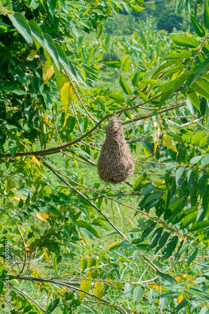 Baya Weaver's nest in Malaysia