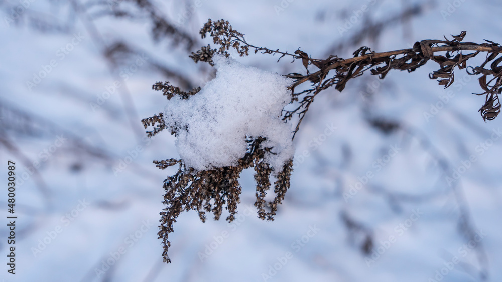 Winter landscape. Branches of trees and bushes in the snow. Winter nature background. Image for design.