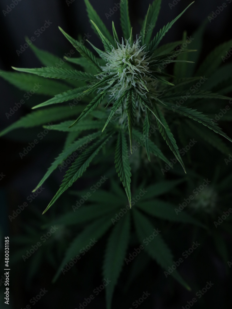 a female marijuana bush image in blur in a dark key, a defocused cannabis plant on a dark background during the act of flowering, a fleecy bud and a textured foliage of a cannabis bush a female marijuana bush image in blur in a dark key, a defocused cannabis plant on a dark background during the act of flowering, a fleecy bud and a textured foliage of a cannabis bush