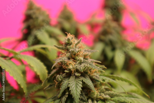 Marijuana Plant - Cannabis Industry
