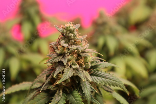 Marijuana Plant - Cannabis Industry