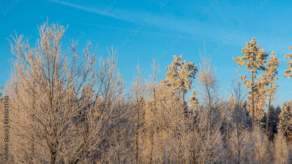 Winter landscape. Branches of trees and bushes in the snow. Winter nature background. Image for design. Winter landscape. Branches of trees and bushes in the snow. Winter nature background. Image for design.