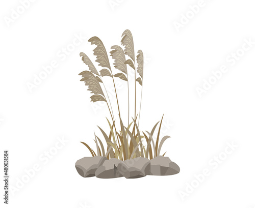 Dry cattail in stones  grass  isolated on white background.