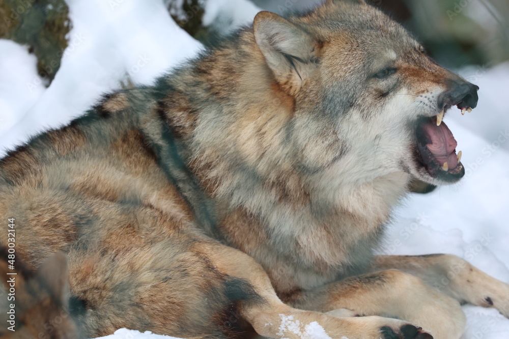 Obraz premium wolf 