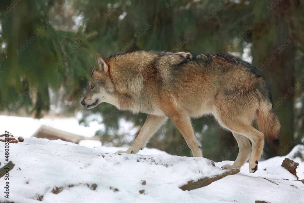 Fototapeta premium wolf 