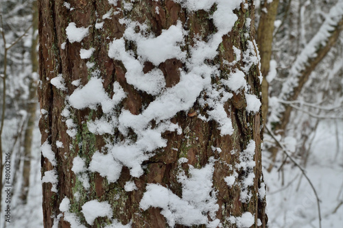 Pine trunk covered with snow, closeup. Beautiful winter landscape