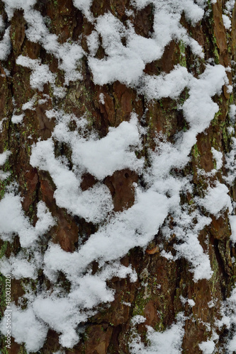 Pine bark covered with snow, closeup. Beautiful winter landscape
