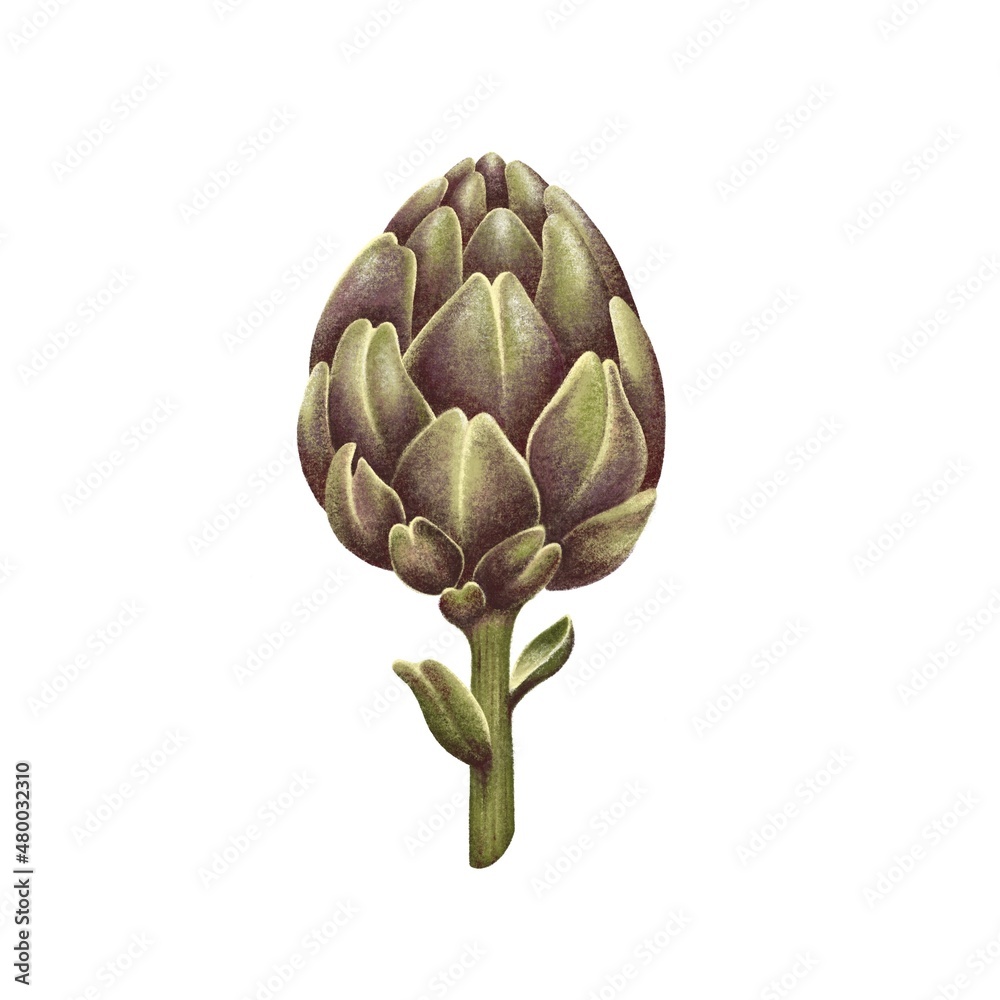 Obraz premium Color artistic illustration of an artichoke