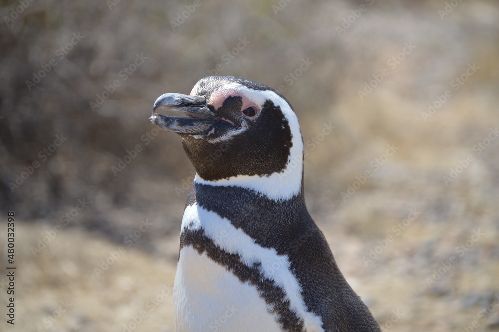 Fototapeta premium Pinguino de perfil, Puerto Madrin Argentina