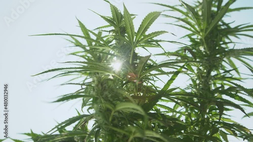 CLOSE UP, LENS FLARE, DOF: Spring sunbeams shine on fragrant medicinal marijuana plants soaring into the clear blue sky. Summer sunshine illuminates illegal weed plants as they grow in a hidden garden