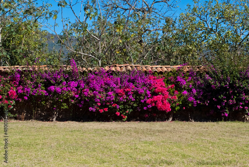 Wallpaper Mural Greenhouse full of green plants. Torontodigital.ca