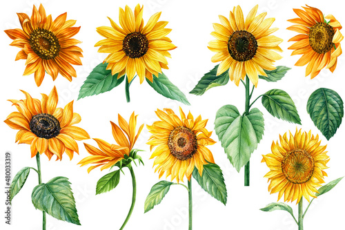 Obraz na plátně sunflower flowers on isolated white, watercolor drawing, botanical painting
