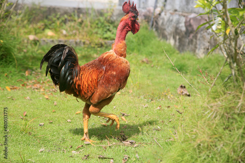 conde, bahia, brazil - january 9, 2022: redneck chicken is viata on a farm in the city of Conde. photo