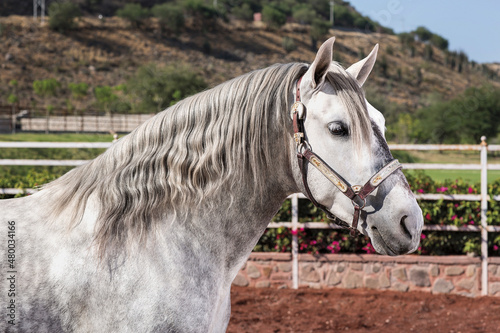 Beautiful fine thoroughbred horse outside © jcfotografo