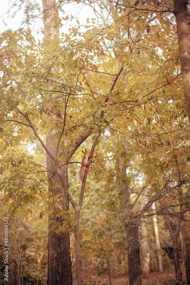 yellow trees in fall against the background of the evening sun yellow trees in fall against the background of the evening sun