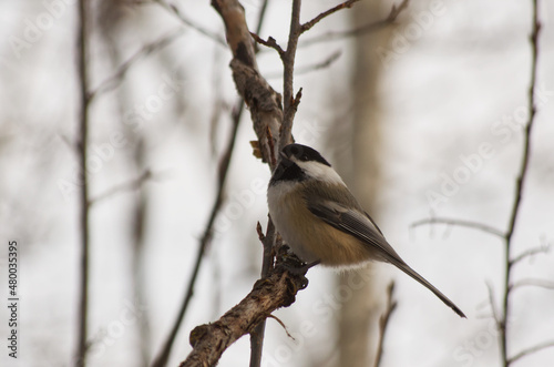 A Black-capped Chickadee on a Branch © RiMa Photography