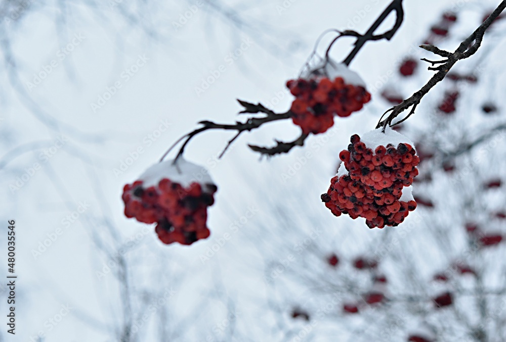 frozen red rowan berries in the snow in winter
